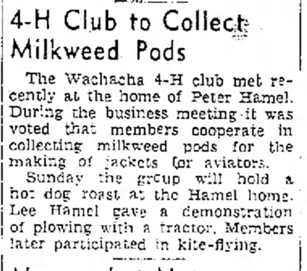 Short newspaper article titled," 4-H Club to Collect Milkweed Pods."