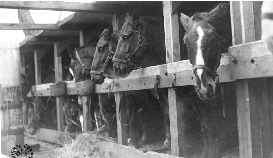 A black and white photo of several horse heads sticking out of stalls in a barn. 