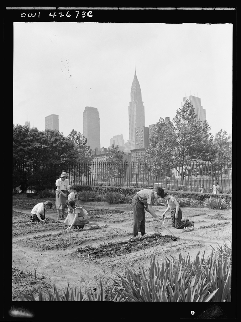 A group of children tending a garden.