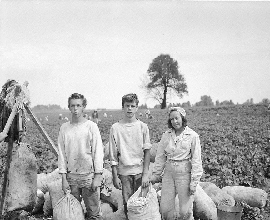 A black and white image of three people harvesting beans in a field.
