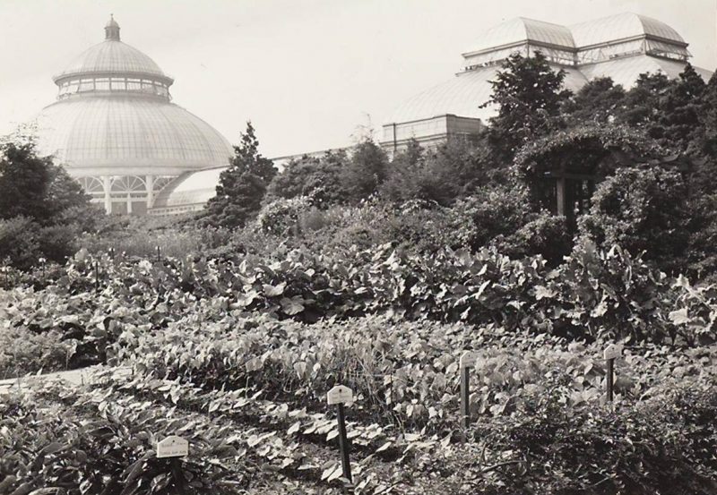 A black and white image of a massive garden outside a glassed greenhouse structure.