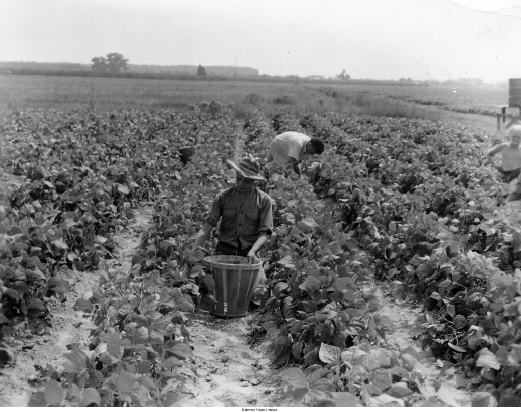 A black and white photo of three men picking beans in a field.